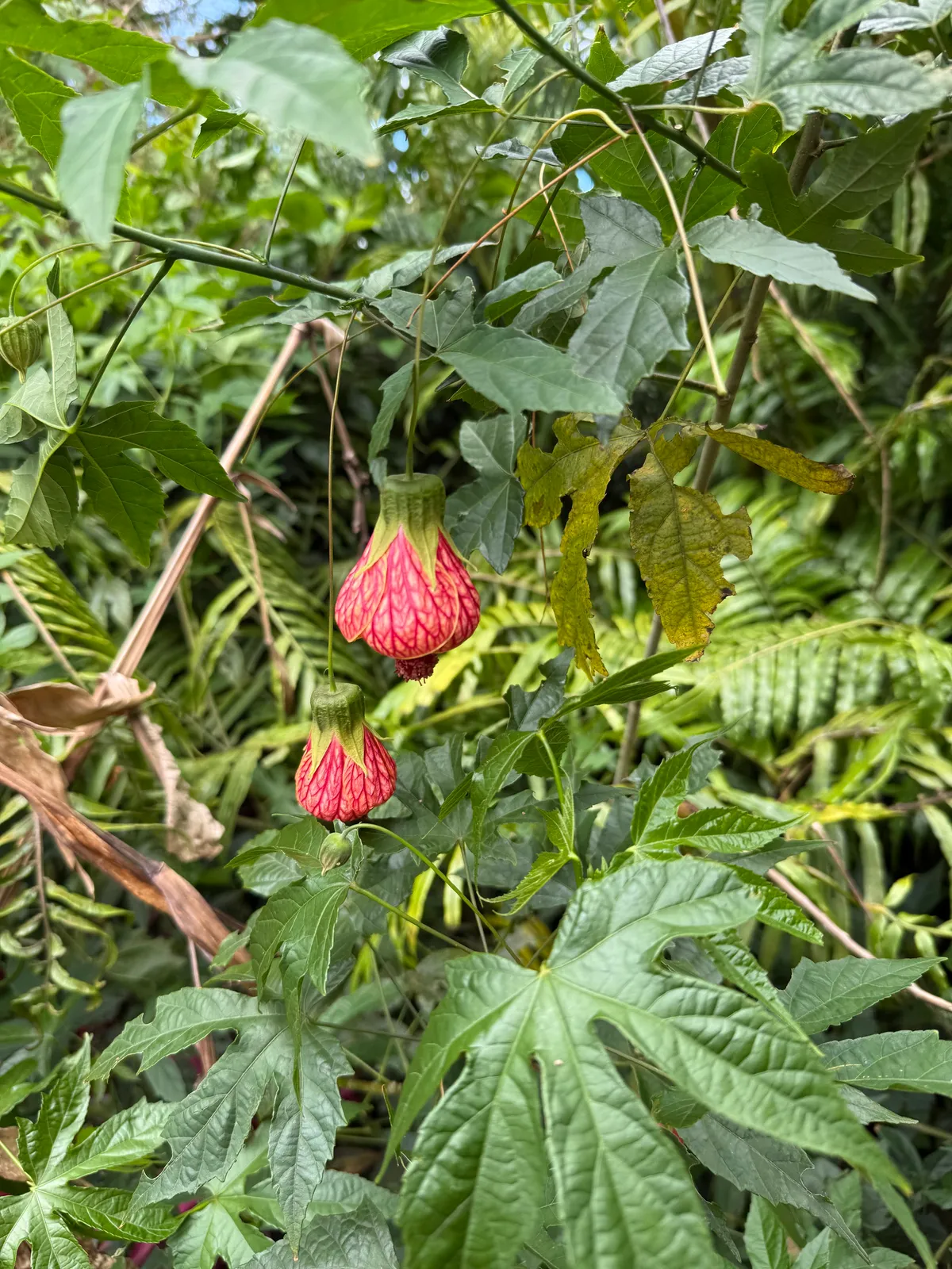 Red abutilon flowers glowing in deep green foliage