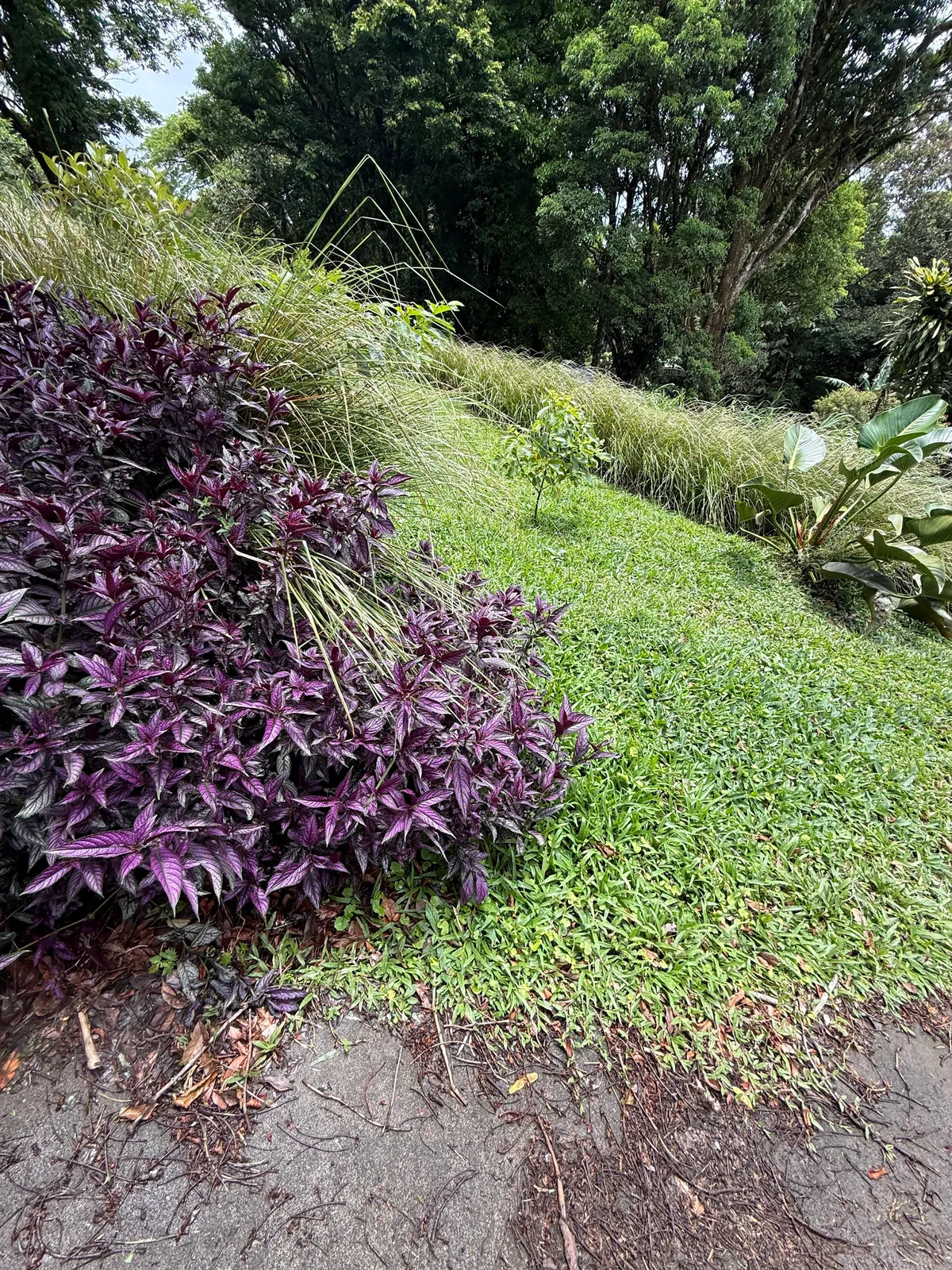 A bank of purple Persian shield beside mown grass