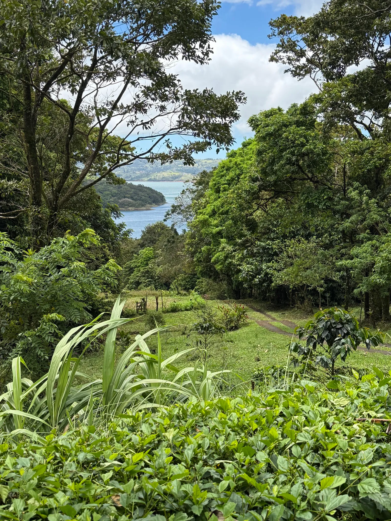 A walking path descending through jungle toward Lake Arenal